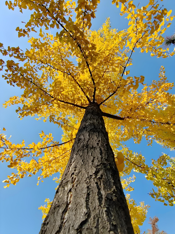 金秋致信：寰宇板材以質(zhì)踐諾，回饋每一份信賴(lài)